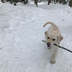 Meet your Posher, Morgan